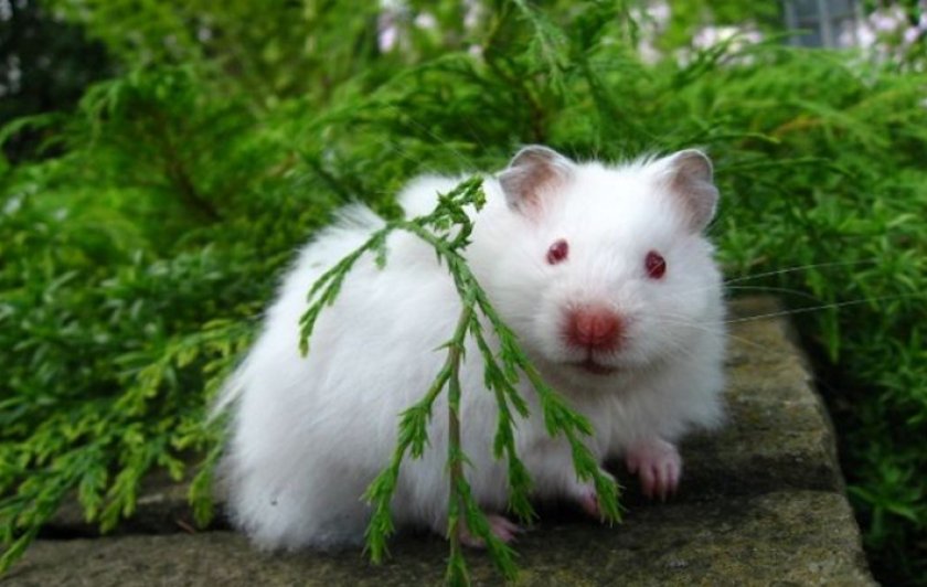 Мышь альбинос красивые фото и картинки
