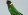 Воротничковый попугай
