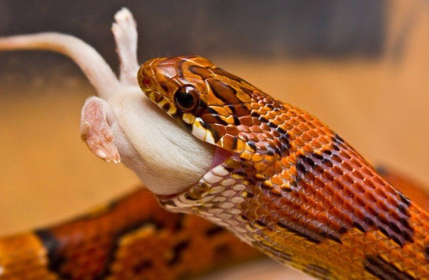 Чем кормить змею