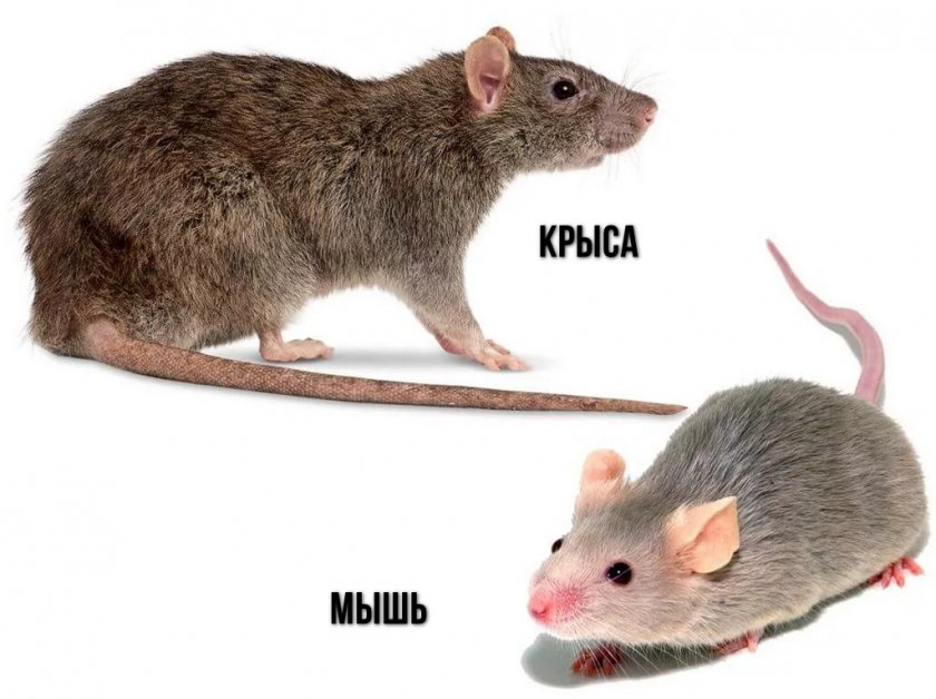 Крыса и мышь