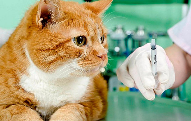 Как сделать прививки кошке Как сделать прививки кошке