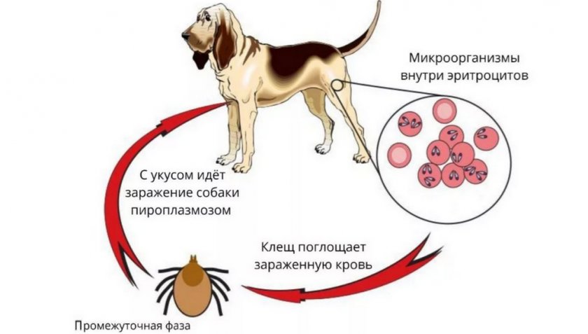 Пироплазмоз у собаки