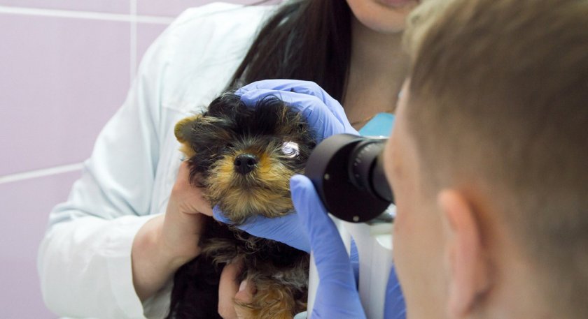Осмотр собаки офтальмологом