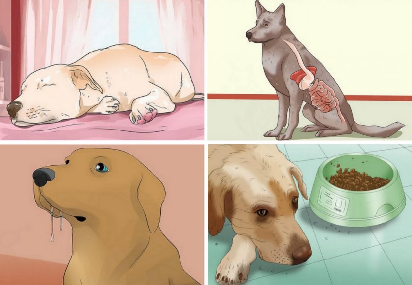 Гипогликемия у собаки