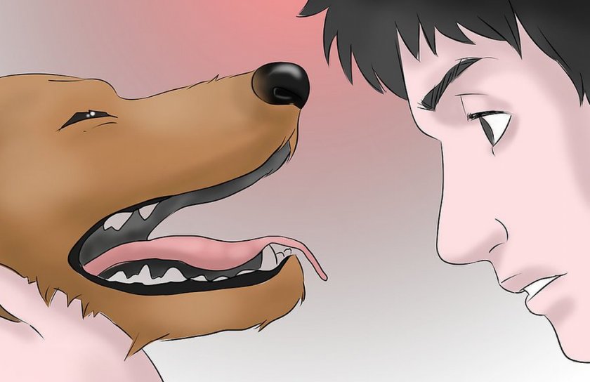 Зубная боль у собаки