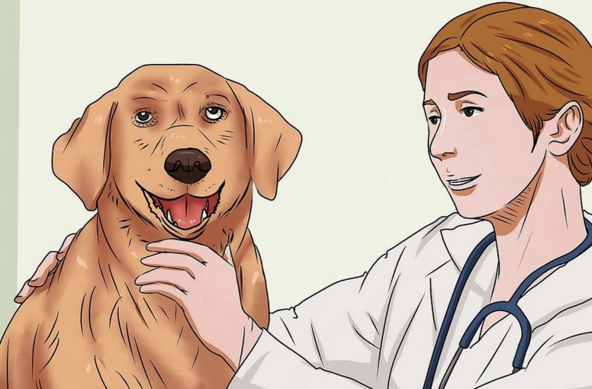 Осмотр собаки ветеринаром