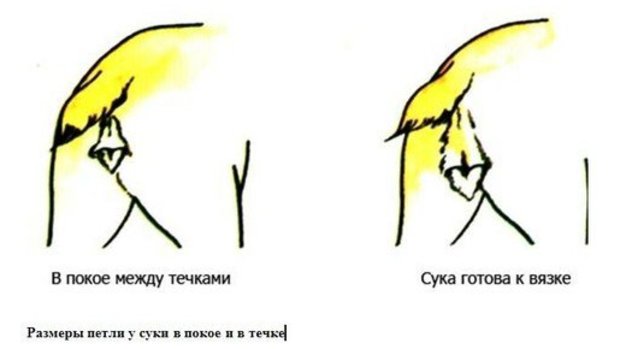 На каком сроке определяют двойню на УЗИ Модели для детей Страница 3