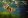 Суматранский барбус