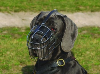 Выбираем и приучаем собаку к наморднику