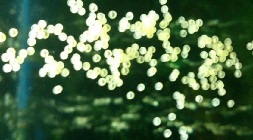 Икринки лабео