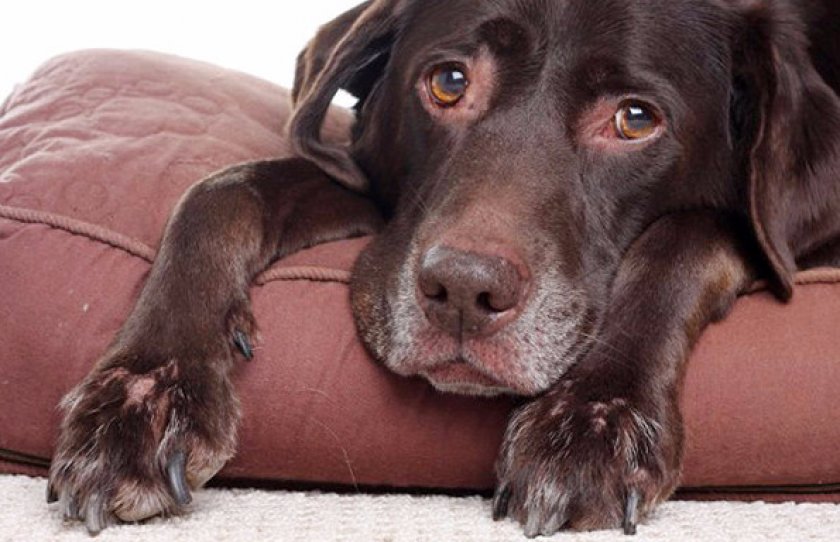 Болезнь собаки