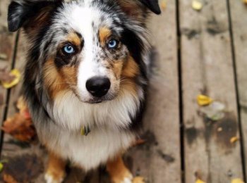 Характеристика австралийской овчарки