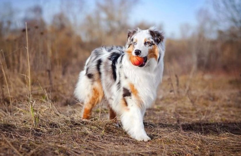 Австралийская овчарка Австралийская овчарка