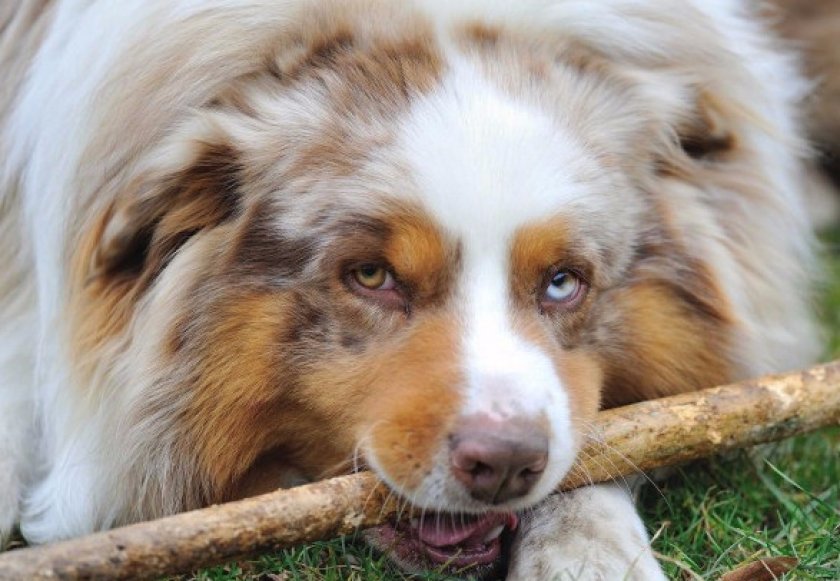 Характер Характер