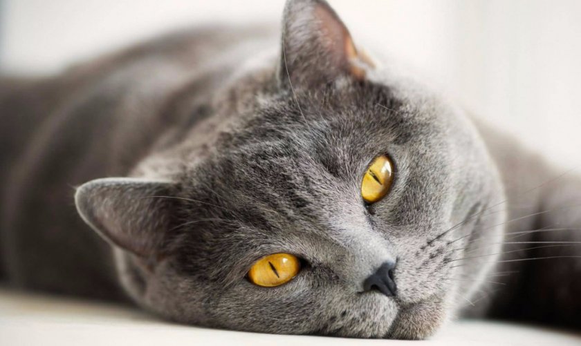 Британская короткошерстная кошка