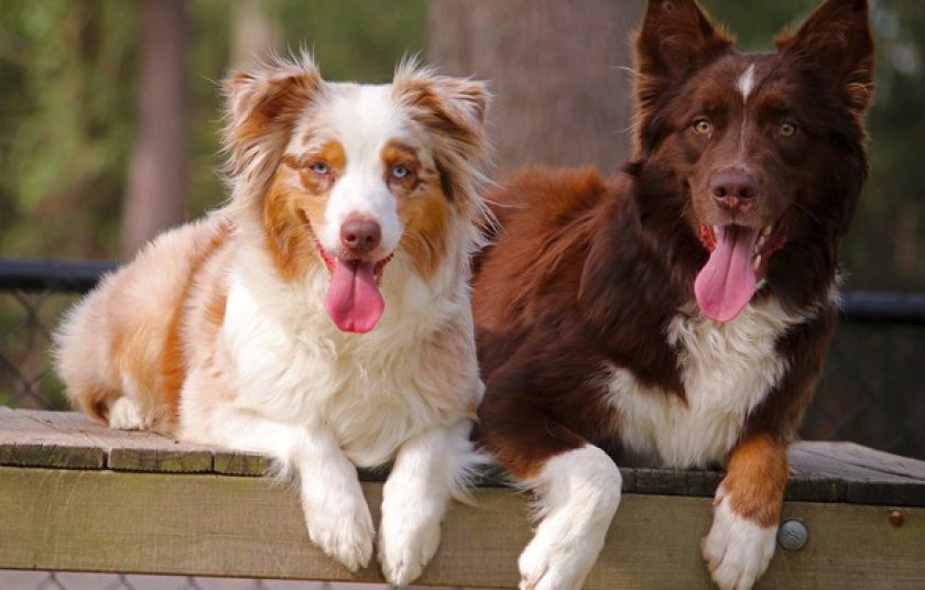 Питание Питание