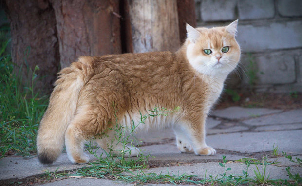 Британская короткошерстная кошка Британская короткошерстная кошка