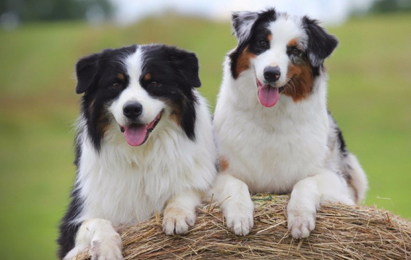 Стрижка и груминг Стрижка и груминг