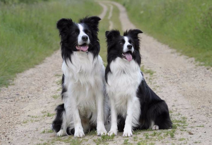 Бордер-колли