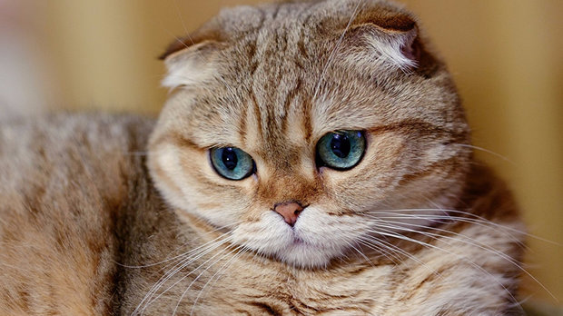 Скоттиш-фолд Скоттиш-фолд