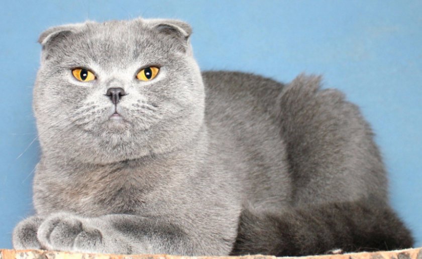 Скоттиш-фолд