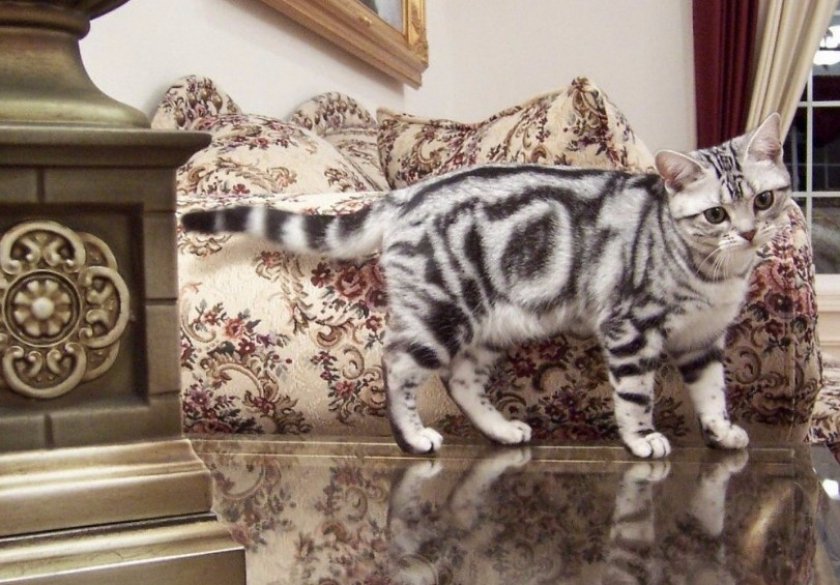 Американская короткошерстная кошка