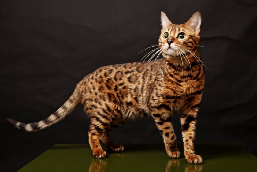 Бенгальская кошка