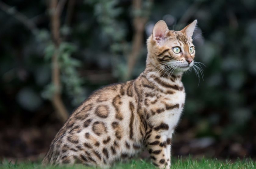 Бенгальская кошка