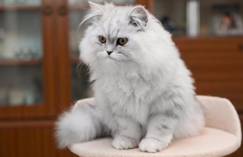 Персидская кошка