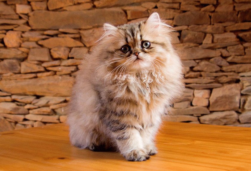 Персидская кошка
