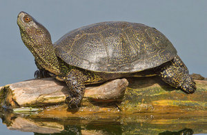 Описание, образ жизни и содержание черепахи в террариуме