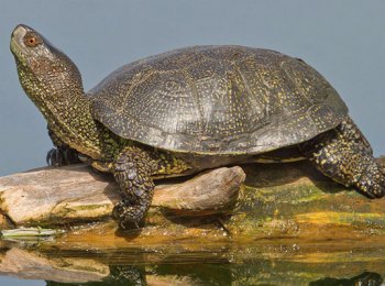 Описание, образ жизни и содержание черепахи в террариуме