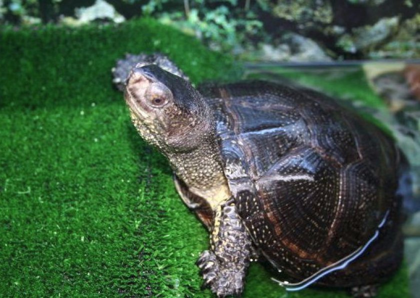 Кормление и рацион питания