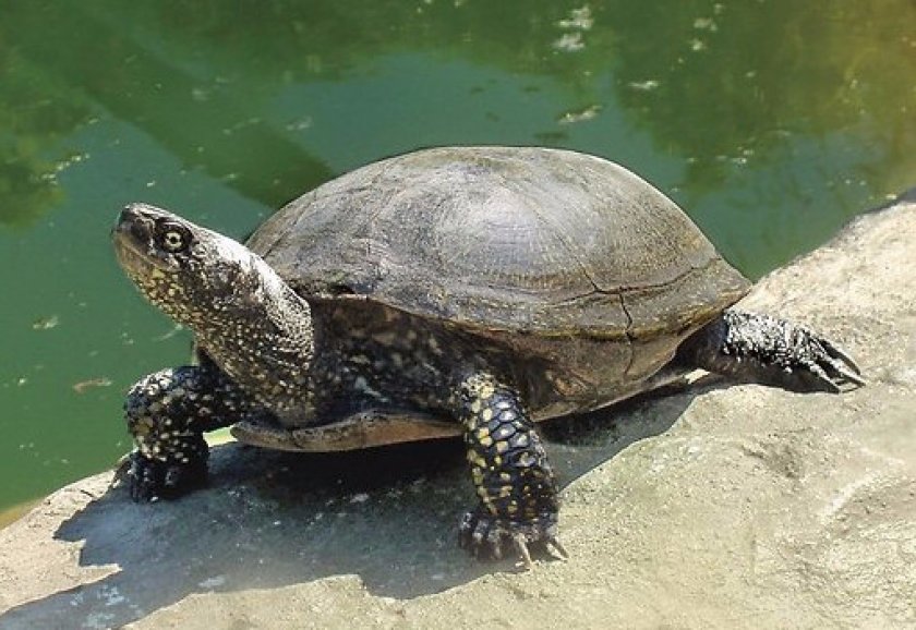 Характер и образ жизни