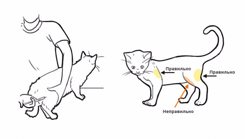 Куда Колоть Укол Коту Внутримышечно Фото