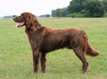 Немецкая длинношерстная легавая или лангхаар