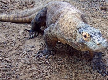 Домашний дракон, или кто такой варан и как за ним ухаживать