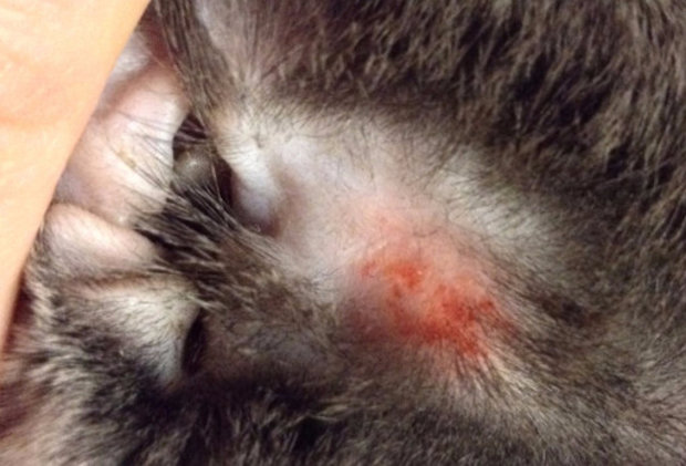 Симптомы лишая у кошки. Лишай у кошек. Признаки и лечение