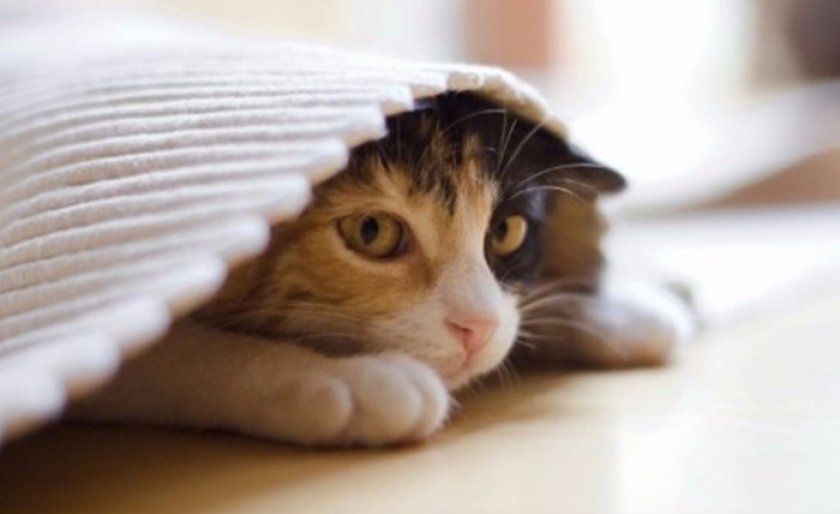 Стресс Стресс