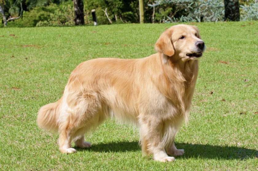 Золотистый ретривер