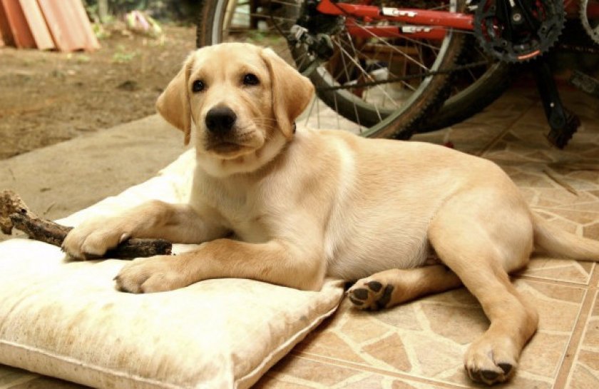 Лабрадор-ретривер