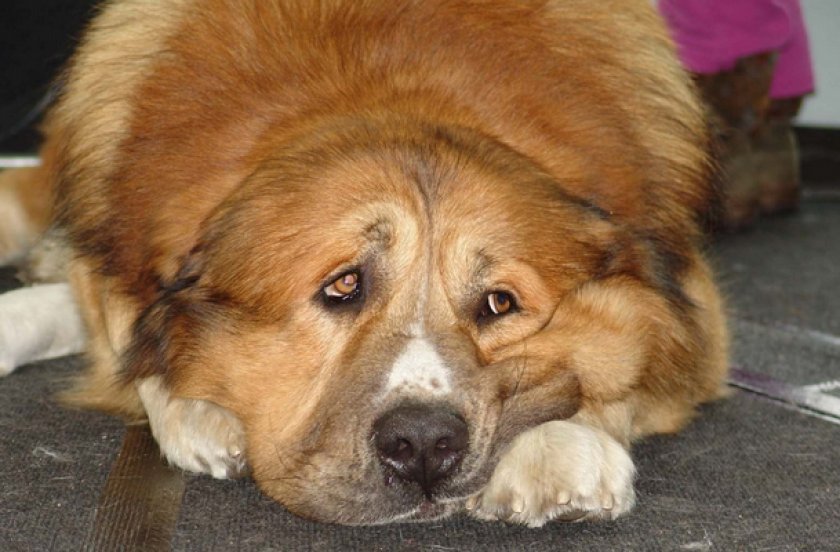 Сахарный диабет