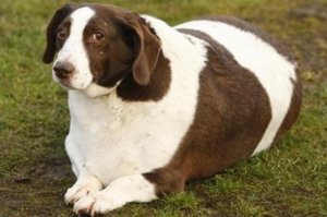 Сахарный диабет у собак