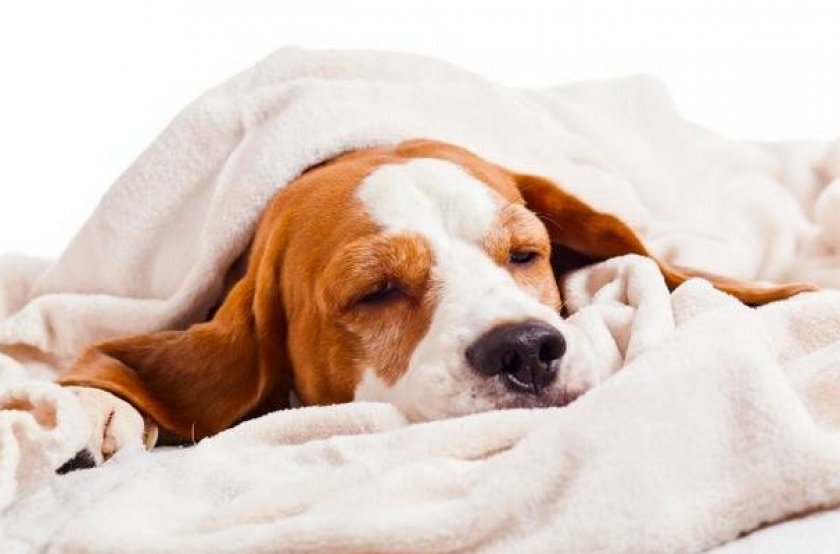 Сахарный диабет