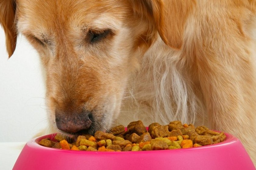 Питание собаки