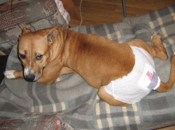 Памперсы для собак — нужны ли?