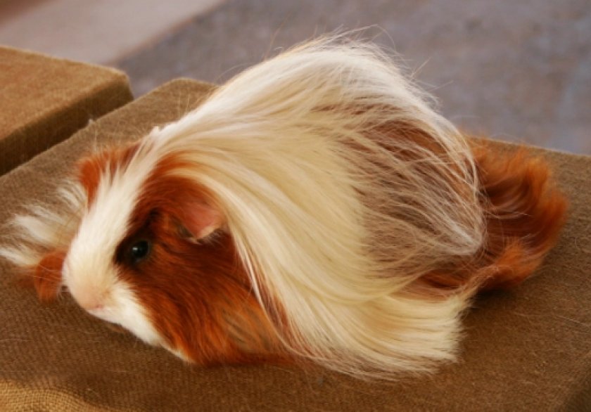 морская свинка