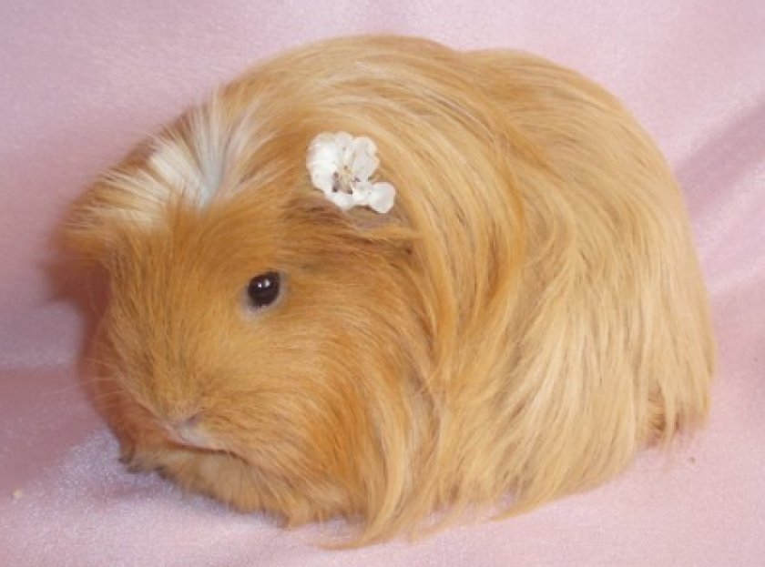 морская свинка