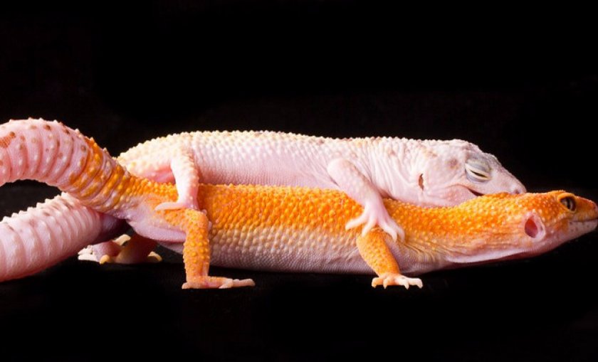 размножение