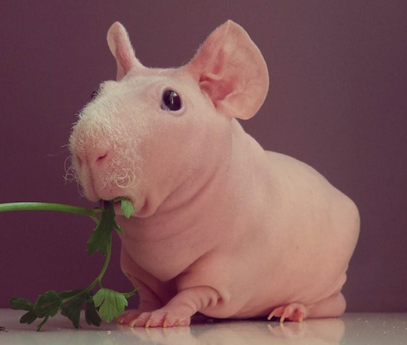 морская свинка